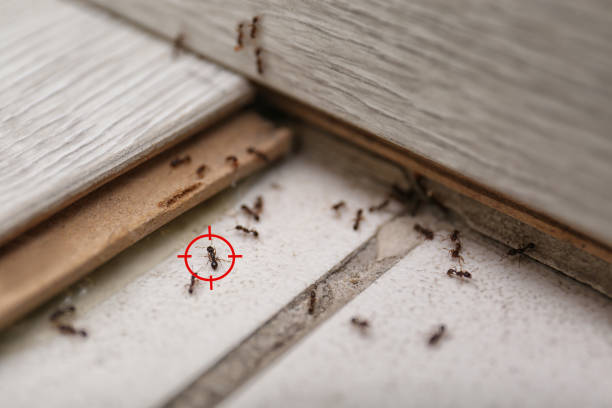 Best Best Pest Control Companies  in Moyie Springs, ID