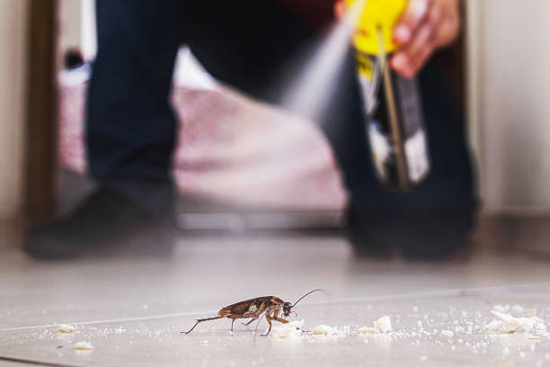 Best Termite Control Services  in Moyie Springs, ID