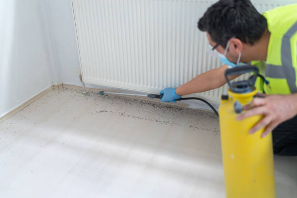 Best Wasp Removal Services  in Moyie Springs, ID